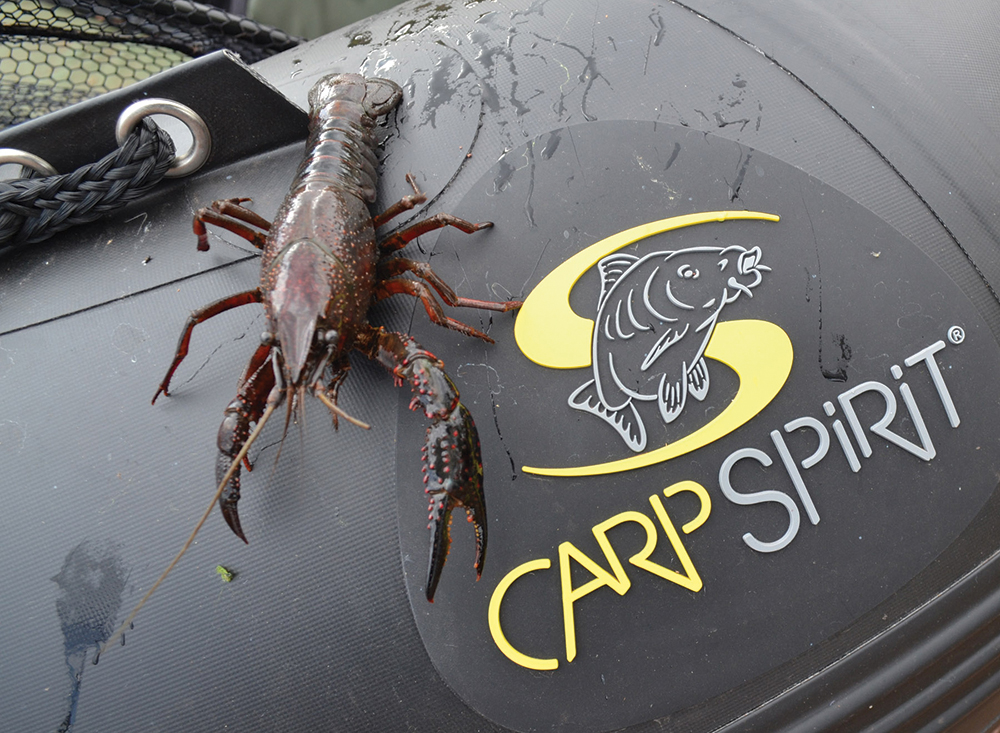 CS-Crayfish-on-boat