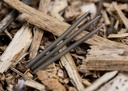 Anti Tangle Sleeves brown_1