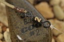 COG Booms Flat Lead 3-3,5oz